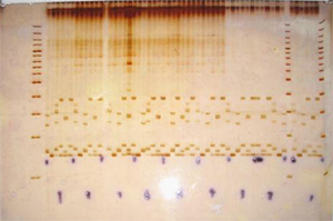 DYCZ-20G型DNA序列分析电泳仪，六一