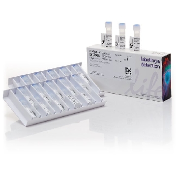 BACLIGHT GREEN BACTERIAL STAIN 20 X 50 UG，B35000，Invitrogen