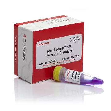 MAGICMARK XP WESTERN STD 250 UL，LC5602，Invitrogen