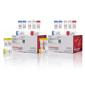 ZERO BLUNT VECTOR 40 REACTIONS，K275040，Invitrogen