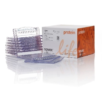 BOLT BIS-TRIS PLUS 12% 15 WELL 10 per box，NW00125BOX，Invitrogen