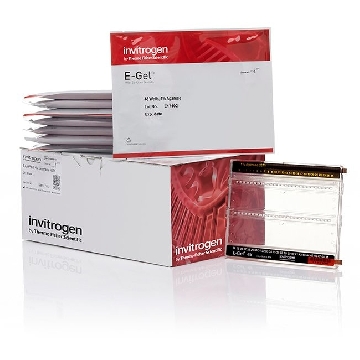 E-GEL 48 4% AGAROSE(HP) 8 PAK，G800804，Invitrogen