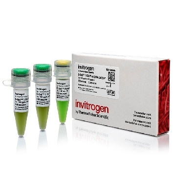 Transfer SKU E-GEL 1 KB PLUS DNA LADDER 100，10488090，赛默飞世尔