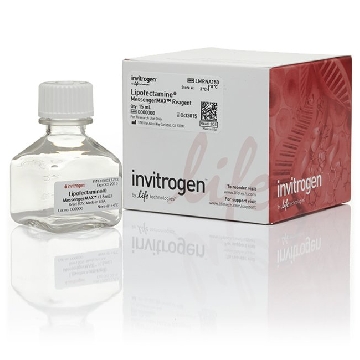 LIPOFECTAMINE MESSENGERMAX 15 mL，LMRNA150，Invitrogen
