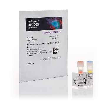 MEMBRANE PERMEABILITY/DEAD CE 1 KIT，V13243，Invitrogen
