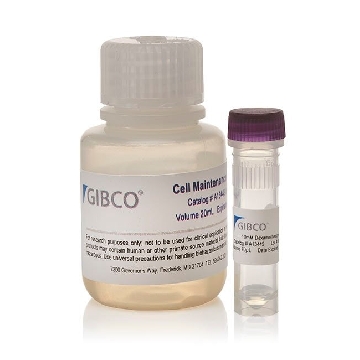CELL MAINTENANCE SUPPLEMENT B KIT，CM4000，Invitrogen