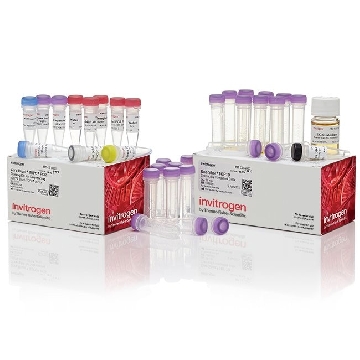 ZERO BLUNT CLON SEQ 10 RXN，K2875J10，Invitrogen
