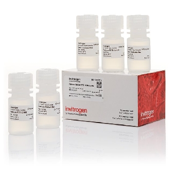 PLATINUM HS PCR 2X MM 1000 RXNS，13000014，Invitrogen