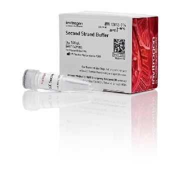 SECOND STRAND BUFFER 0.5 ML，10812014，Invitrogen