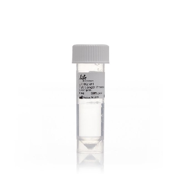 LRRK2 WT FULL LENGTH PROTEIN 10 UG，A15197，Invitrogen
