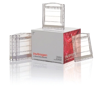 16% TRICINE GEL 1.0MM 15W 10 PER BOX，EC66955BOX，Invitrogen