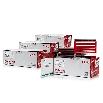 E-GEL 96 1% WITH SYBR SAFE 4X8 GELS，G720841，Applied Biosystems