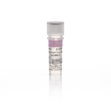 REC HU CYSTATIN C, 10UG 10 UG，PHP0044，Invitrogen