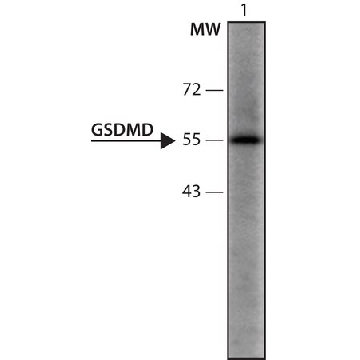 抗-GSDMD（126-138） 兔抗，200UL，G7422-200UL，Sigma
