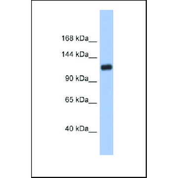 Anti-HIF1A，100UL，SAB2108753-100UL，Sigma