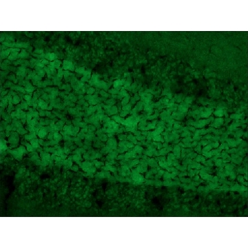 Anti-SynCAM antibody produced in rabbit，200UL，S4945-200UL，Sigma