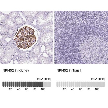 Anti-NPHS2 antibody produced in rabbit，100UL，HPA049486-100UL，Sigma