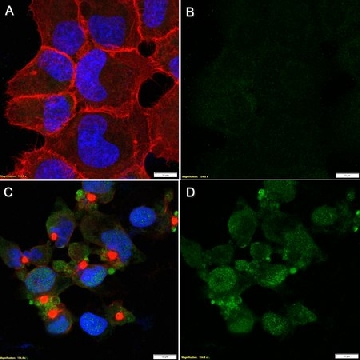 Anti-p-Upf1 (Ser1127) Antibody, clone 1C4-H1 ZooMAb® Rabbit Monoclonal，254G，ZRB2790-25UL，Sigma