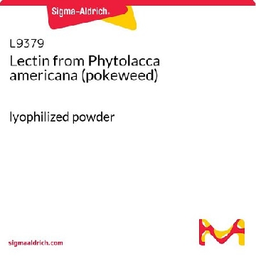 来自美洲商陆（商陆）的凝集素，10MG，L9379-10MG，Sigma