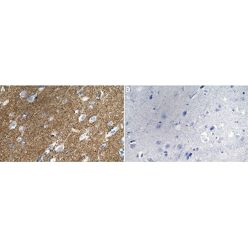 Anti-MAL2 Antibody, clone 1K18 ZooMAb® Rabbit Monoclonal，，ZRB2741-4X25UL，Sigma