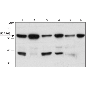 Anti-U2AF⁶⁵ antibody, Mouse monoclonal，100UL，U4758-100UL，Sigma