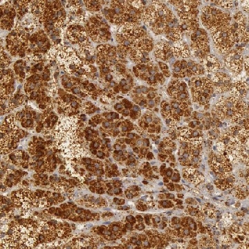 Anti-C7 antibody produced in rabbit，100UL，HPA001465-100UL，Sigma