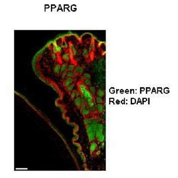 Anti-PPARG (AB1) antibody produced in rabbit，100UL，AV32880-100UL，Sigma
