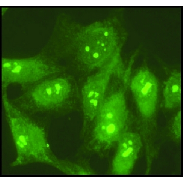 Anti-Nucleolin antibody produced in rabbit，200UL，N2662-200UL，Sigma