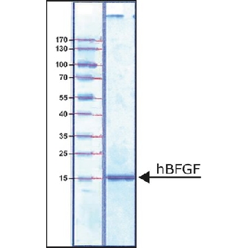 hBFGF，25UG，F0291-25UG，Sigma