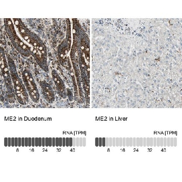 Anti-ME2 antibody produced in rabbit，100UL，HPA008247-100UL，Sigma