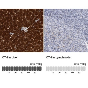 Anti-CTH antibody produced in rabbit，100UL，HPA023300-100UL，Sigma