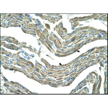 Anti-ASPN (AB3) antibody produced in rabbit，100UL，AV42487-100UL，Sigma