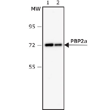 Anti-PBP2a of MRSA antibody, Mouse monoclonal，100UL，SAB4200853-100UL，Sigma