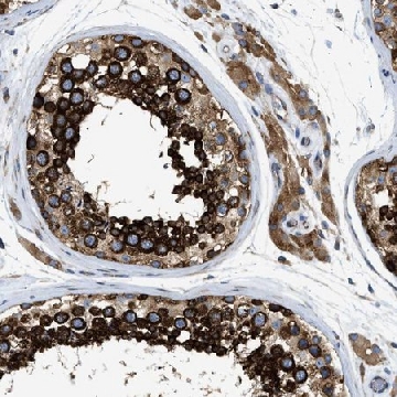 Anti-FXR1 antibody produced in rabbit，100UL，HPA018246-100UL，Sigma