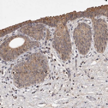 Anti-UBE3D antibody produced in rabbit，100UL，HPA027231-100UL，Sigma