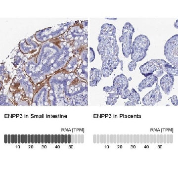 Anti-ENPP3 antibody produced in rabbit，100UL，HPA043772-100UL，Sigma