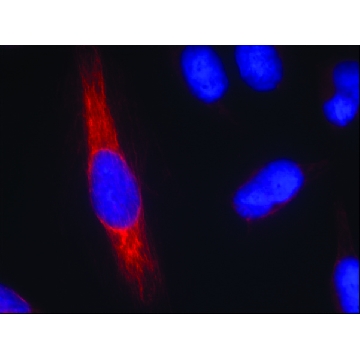 Anti-NOS1 (Ab-852) antibody produced in rabbit，100UG，SAB4300426-100UG，Sigma