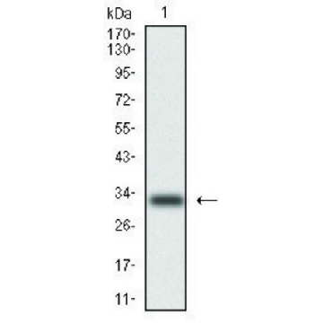 Monoclonal Anti-Cytokeratin 5 antibody produced in mouse，100UG，SAB5300267-100UG，Sigma