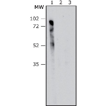 Anti-Pseudomonas aeruginosa LPS antibody, Mouse monoclonal，100UL，SAB4200884-25UL，Sigma