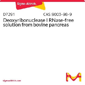 脱氧核糖核酸酶 I 无 RNase 溶液 来源于牛胰腺，2MG，D7291-2MG，Sigma