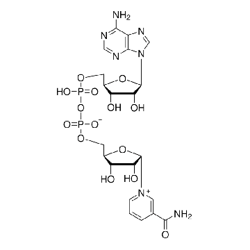 α-Nicotinamide adenine dinucleotide，100MG，N6754-100MG，Sigma