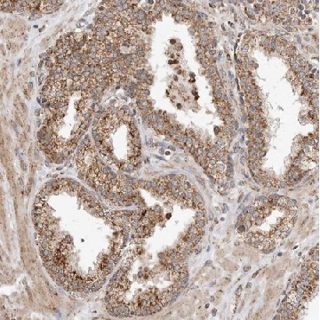 Anti-GCNT2 antibody produced in rabbit，100UL，HPA026776-100UL，Sigma