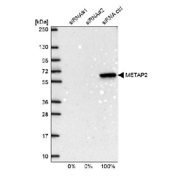 Anti-METAP2 antibody produced in rabbit，100UL，HPA019095-100UL，Sigma