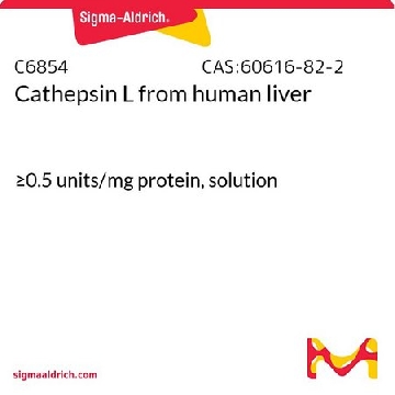 组织蛋白酶L 来源于人类肝脏，25UG，C6854-25UG，Sigma
