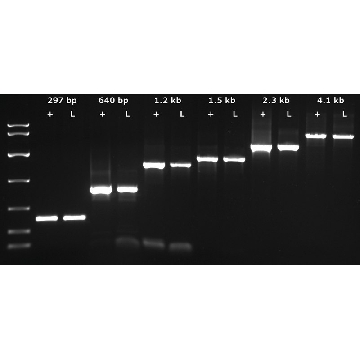KAPA3G 植物 PCR 试剂盒，1EACH，KK7251，Roche