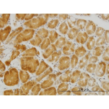 Monoclonal Anti-PGRMC2 antibody produced in mouse，100UG，WH0010424M4-100UG，Sigma