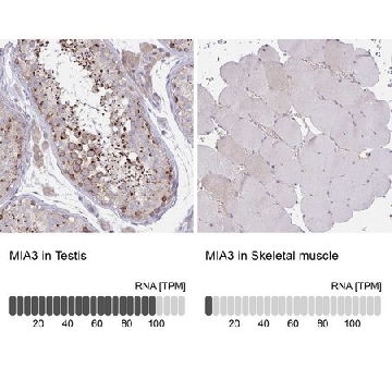 Anti-MIA3 antibody produced in rabbit，100UL，HPA055922-100UL，Sigma