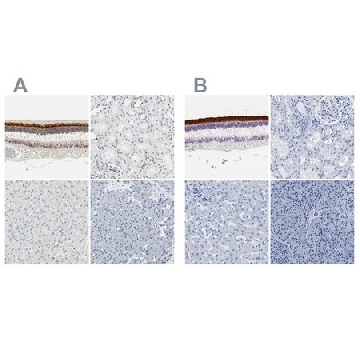 Anti-IMPG2 antibody produced in rabbit，100UL，HPA008779-100UL，Sigma