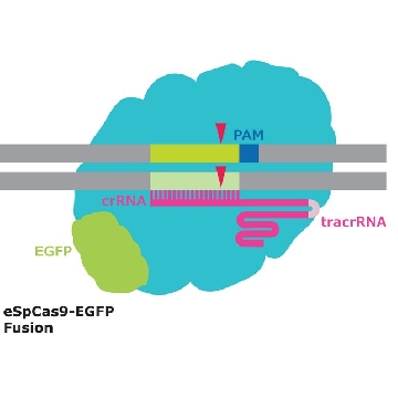 eSpCas9-GFP蛋白质，250UG，ECAS9GFPPR-250UG，Sigma