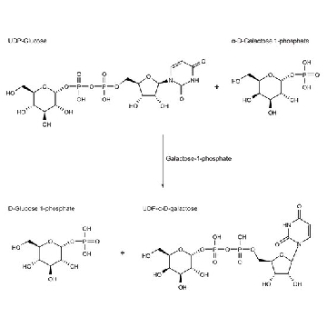 Galactose-1-phosphate Uridyltransferase from galactose-adapted yeast，20UNITS，G4256-20UN，Sigma